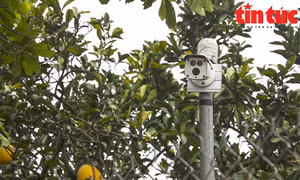 Người trồng bưởi Diễn Hà Nội đau đầu chống chọi ’bưởi tặc’