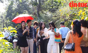 Hoa dã quỳ khoe sắc giữa rừng núi Ba Vì