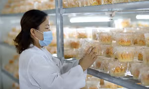 Người phụ nữ đưa đông trùng hạ thảo 'Made in Vietnam' ra thị trường với giá bình dân