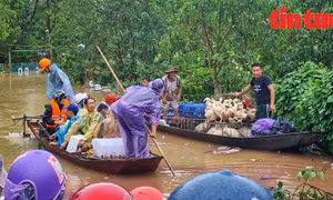 Nước sông Hồng dâng cao, người dân bãi giữa chật vật dọn đồ, vận chuyển gia cầm đi tránh lũ