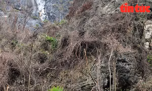 Quảng Ninh lên phương án tái thiết rừng bị thiệt hại sau bão số 3