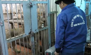 Vườn thú Hà Nội đốt lửa, lắp máy sưởi chống rét cho thú quý