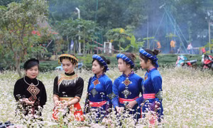 Cánh đồng hoa tam giác mạch đẹp ngất ngây ở Hà Nội