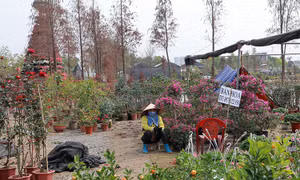 Người buôn hoa Xuân Quan thất thu hàng tỷ đồng vì dịch COVID-19