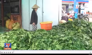 Cà Mau khẩn trương kiểm tra việc thương lái mua bất thường lá nhàu