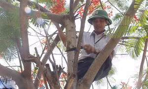 Chặt hạ cây phượng đồng loạt là cực đoan