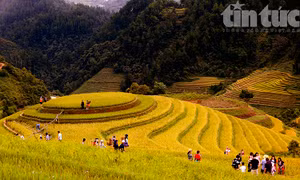 Ngọt ngào Mù Cang Chải mùa lúa chín 