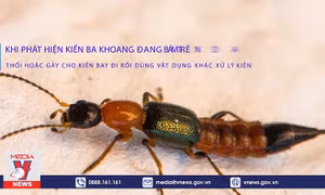 Cảnh báo viêm da nặng do kiến ba khoang