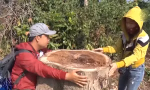 Kỷ luật 3 cán bộ liên quan việc phá rừng tại Đồng Nai