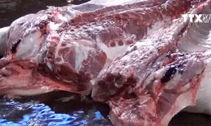 Hải Phòng tăng cường quản lý kiểm dịch, quản lý giết mổ động vật