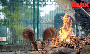 Đốt lửa, bật máy sưởi, căng bạt chống rét cho động vật vườn Thú Hà Nội