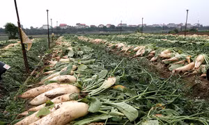 Hà Nội: Trắng đồng củ cải, đỏ ruộng cà chua... không ai thu hoạch