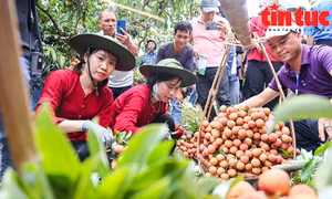 Tưng bừng cuộc thi hái và bó vải tại Lục Ngạn
