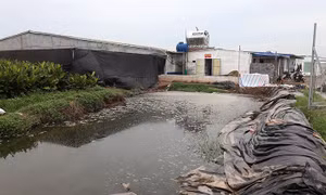 Nam Định: Lứa lợn đầu tiên gây ô nhiễm, chủ trang trại cam kết bán hết trong tháng 9