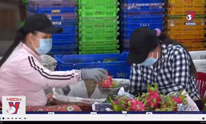 Thanh long, sầu riêng nguy cơ dư thừa khi Trung Quốc tăng diện tích trồng