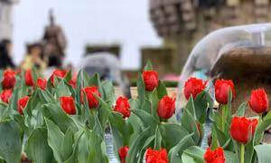 Xuân ngất ngây ở 'xứ hoa nở trong mây'