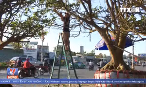 Cây mai vàng được rao bán hơn 3 tỷ đồng