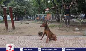 Hãi hùng chó thả rông, không rọ mõm gây nguy hiểm nơi công cộng