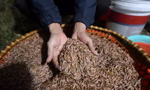 Nông dân Tứ Kỳ chong đèn thu hoạch rươi kiếm tiền triệu mỗi đêm