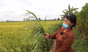Hà Nam: Nông dân Thanh Liêm khốn khổ vì 'lúa ma' hoành hành