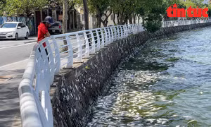 Hàng loạt cá chết tại Hồ Tây gây mùi khó chịu