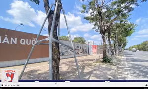 Nhiều cây xanh ở Hà Nội vẫn bị 'đeo gông'