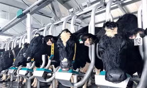 Vinamilk - 23 năm liền chinh phục niềm tin người tiêu dùng Việt Nam