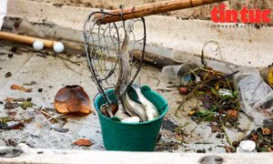 Cá vẫn tiếp tục chết, nổi trắng mặt Hồ Tây