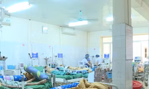 Ăn phải nấm độc, 2 cháu bé thương vong