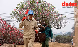 Chi hàng chục triệu đồng mỗi ngày để 'hồi sinh' vườn đào sau Tết