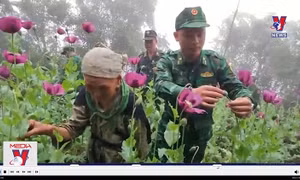 Khởi tố vụ án trồng thuốc phiện tại Cao Bằng