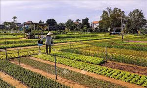Việt Nam lần đầu đăng cai Hội nghị quốc tế về Du lịch nông thôn