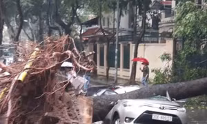 Cây đổ - trách nhiệm thuộc về ai?