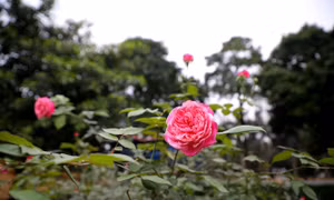 Hàng trăm gốc hồng cổ khoe sắc ở Hoàng Thành Thăng Long