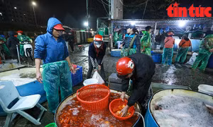 Giá cá chép tăng mạnh trước ngày tiễn ông Công ông Táo về trời