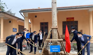Phát động dự án trồng đường cây mộc miên tại suối Yến, chùa Hương