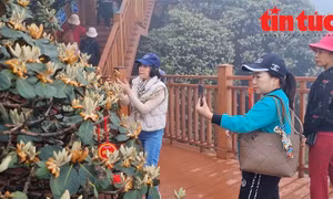 Khánh thành ‘đường dạo ngắm hoa đỗ quyên’ tại Sun World Fansipan