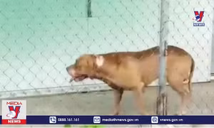 Các địa phương tăng cường biện pháp kiểm soát sau vụ chó Pitbull cắn chết người
