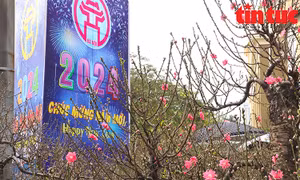 Gốc đào 'khủng' giá hàng trăm triệu xuống phố chơi Tết Giáp Thìn 2024