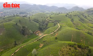 Khám phá đồi chè Long Cốc, 'Vịnh Hạ Long trên cạn' vùng đất Tổ