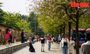 Hoa ban bung nở trên khắp phố phường Hà Nội