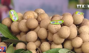 Không có chuyện nhãn lồng Hưng Yên ngâm lưu huỳnh