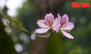 Hòa mình vào 'Ngày hội hoa ban' cùng đồng bào các dân tộc