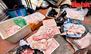 Thu giữ hơn nửa tấn nầm lợn đang phân hủy định bán cho các quán ăn, lẩu nướng