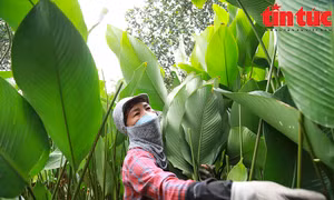 Người dân tất bật 'hái lá đếm tiền' ngày giáp Tết