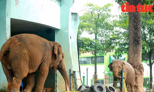 Hà Nội: Nghiên cứu mô hình công viên động vật bán hoang dã tại ngoại thành