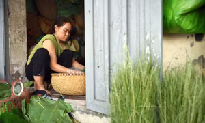 Làng Mễ Trì rộn ràng vào vụ cốm mới