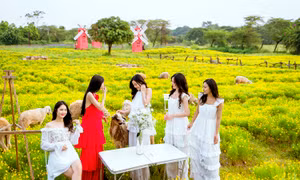 Giới trẻ Hà Nội thích thú check-in vườn cúc sao băng