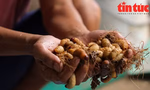 Nuôi đuông dừa ngay giữa Thủ đô