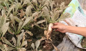 Cánh đồng rau sạch tại xã Mê Linh bạc trắng do sâu tơ phá hoại